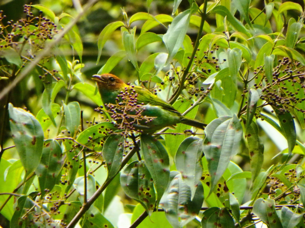 Calliste rouverdin - ML647425940