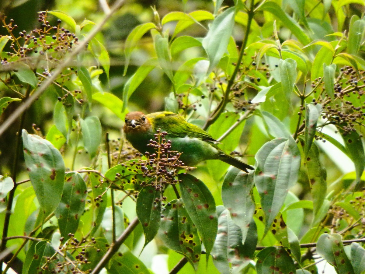 Calliste rouverdin - ML647425946