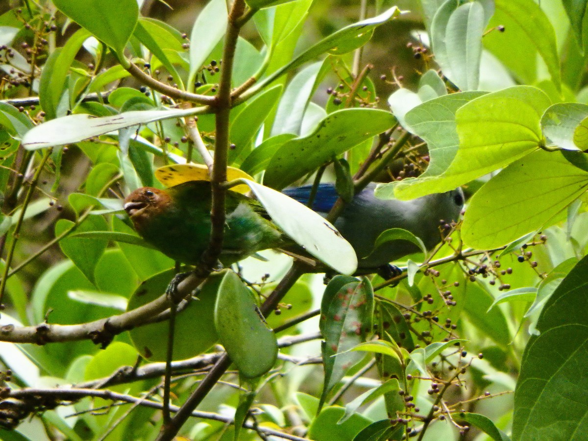 Calliste rouverdin - ML647425952