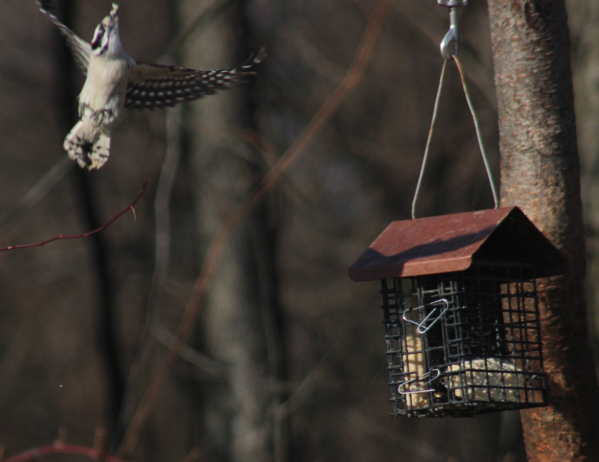 Downy Woodpecker - ML647425953