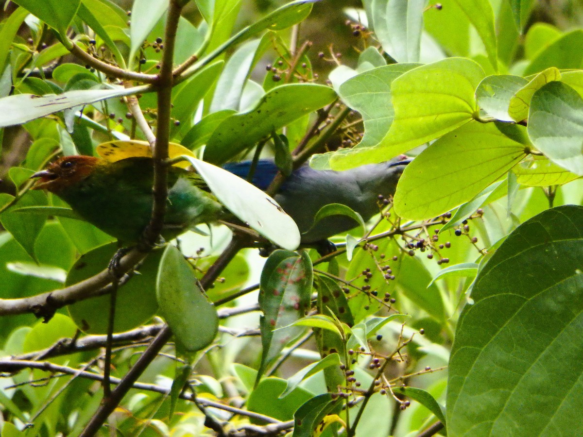 Calliste rouverdin - ML647425955