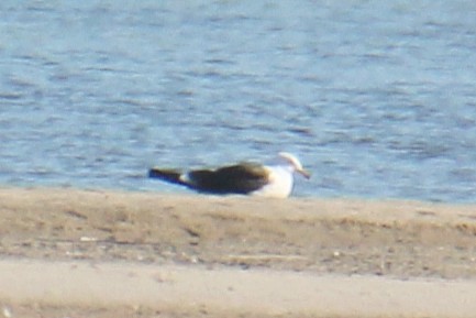 Lesser Black-backed Gull (fuscus) - ML647425956