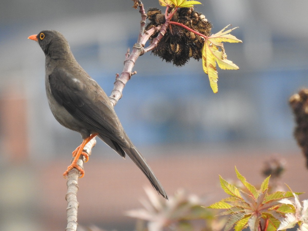 Great Thrush - ML647425957