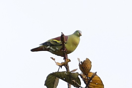 Thick-billed Green-Pigeon - ML647425970