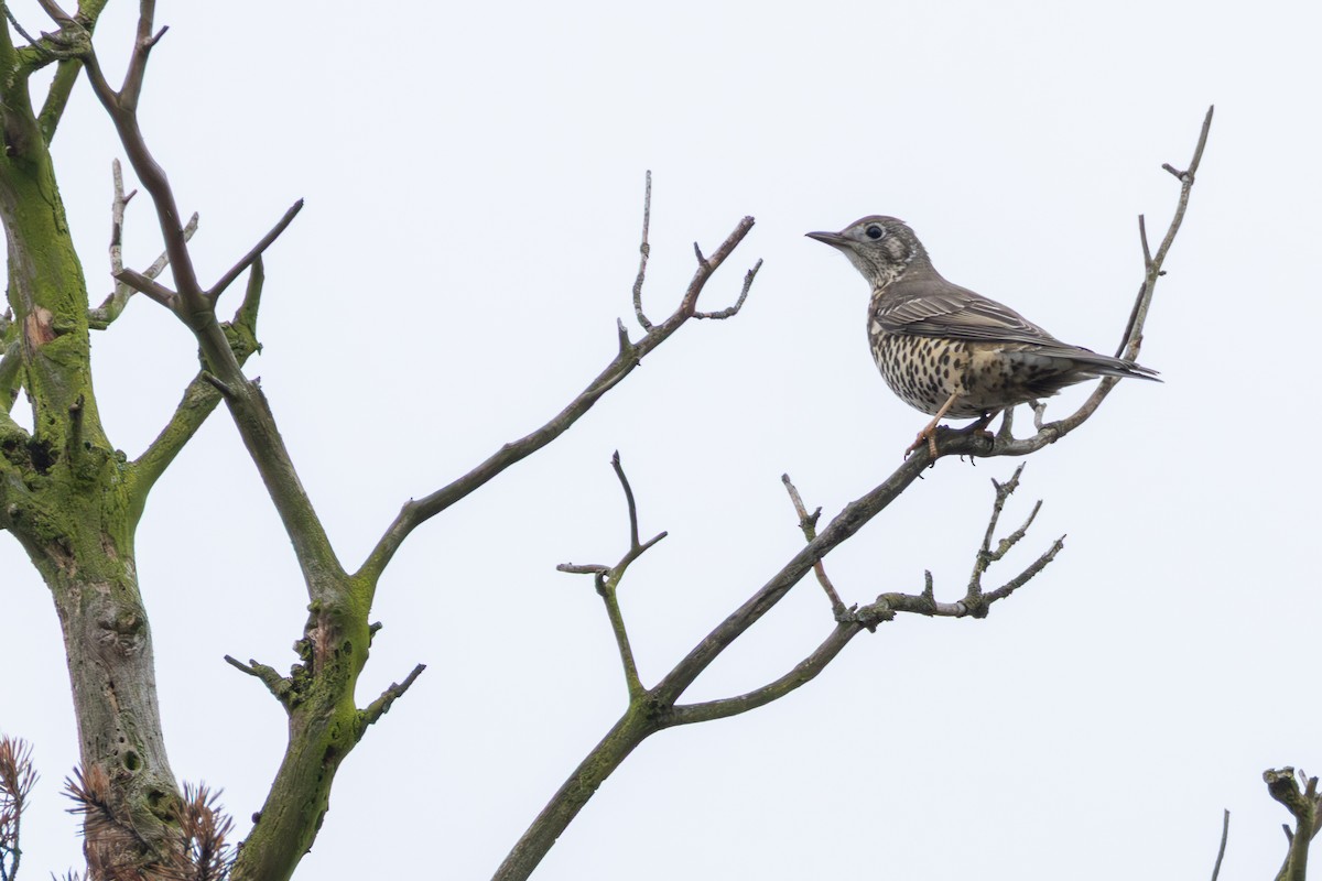 槲鶇 - ML647425971