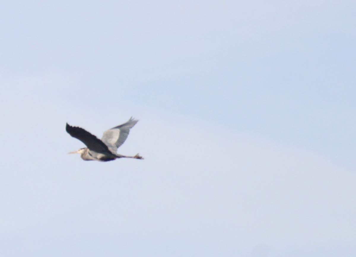 Great Blue Heron - ML647425982