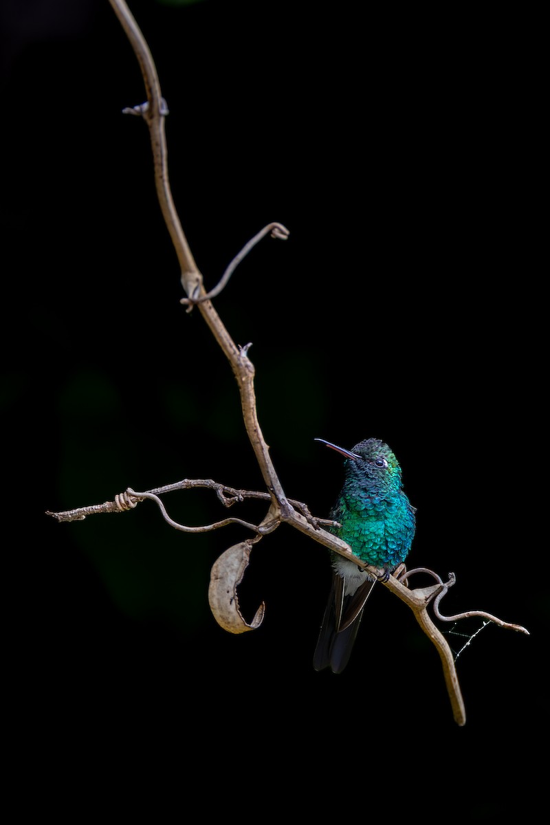 Cuban Emerald - ML647425985