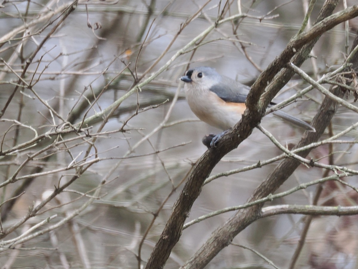 Tufted Titmouse - ML647425993
