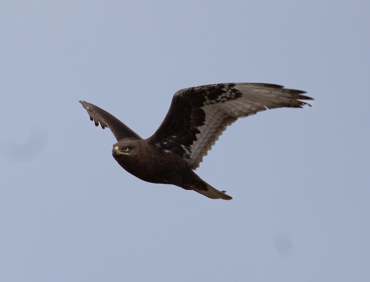 Ferruginous Hawk - ML647425996