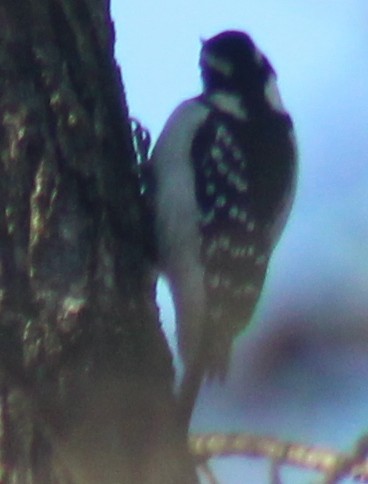 Hairy Woodpecker - ML647426014