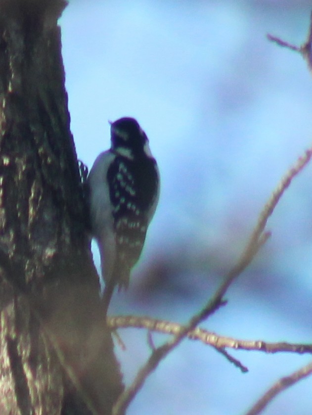 Hairy Woodpecker - ML647426015