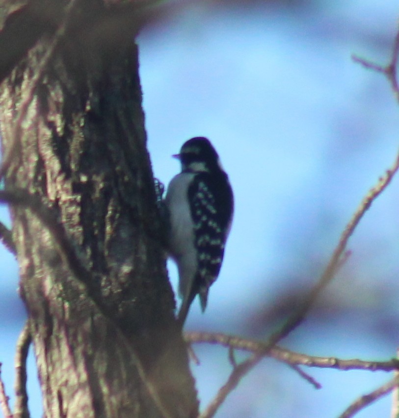 Hairy Woodpecker - ML647426016