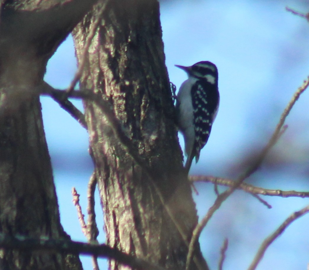 Hairy Woodpecker - ML647426017