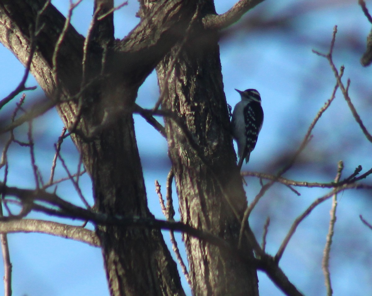Hairy Woodpecker - ML647426018