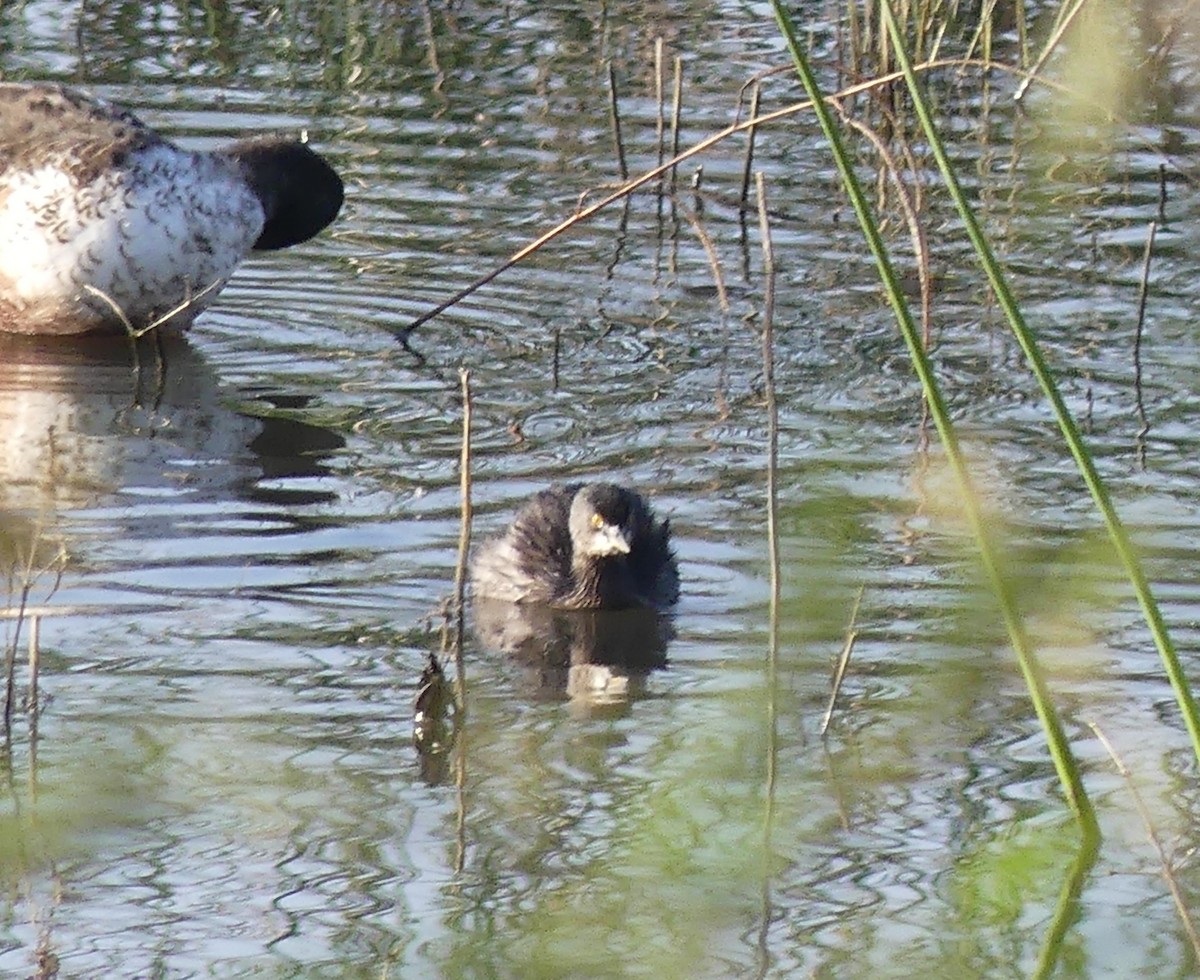 Least Grebe - ML647426019