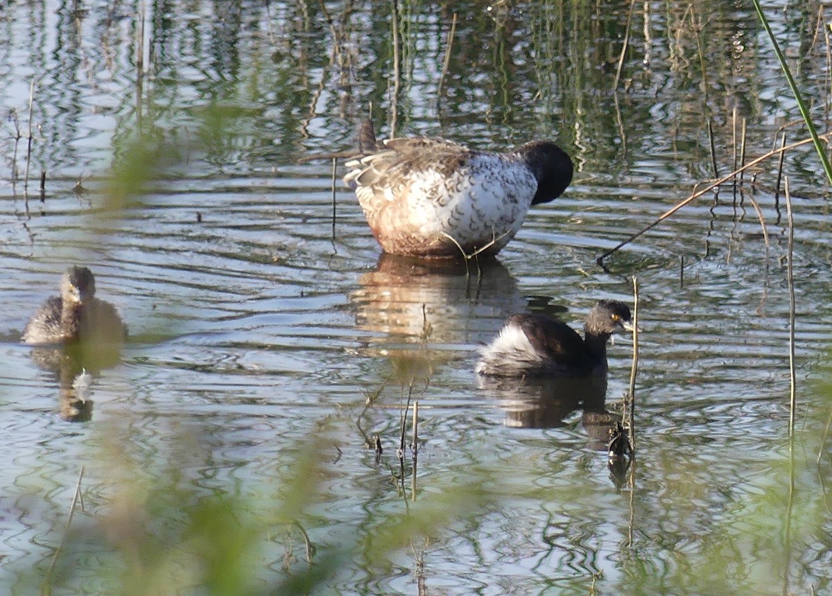 Least Grebe - ML647426020