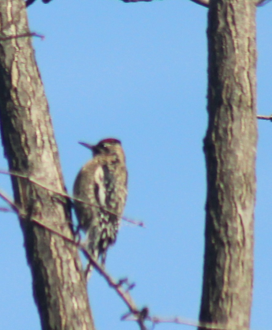 Yellow-bellied Sapsucker - ML647426025