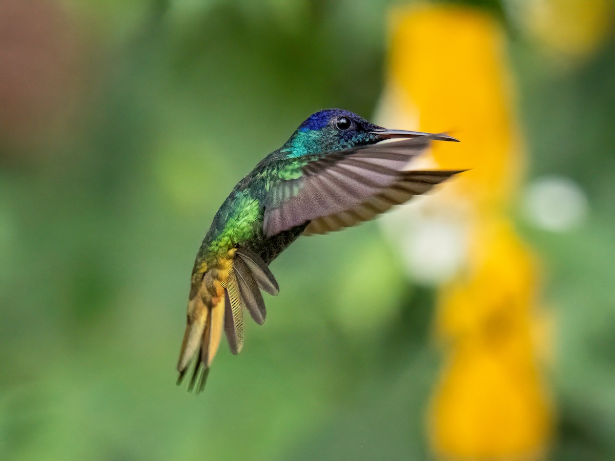 Golden-tailed Sapphire - ML647426044