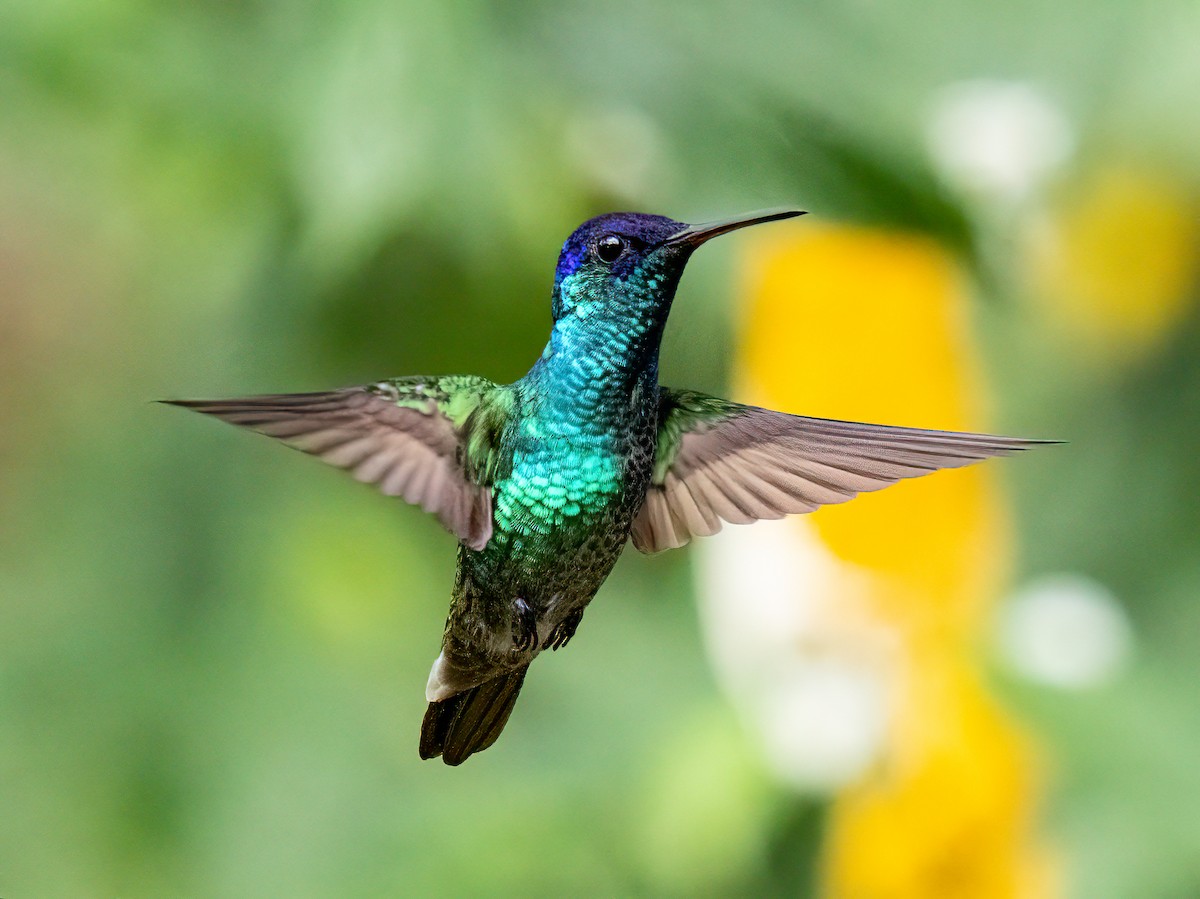 Golden-tailed Sapphire - ML647426045