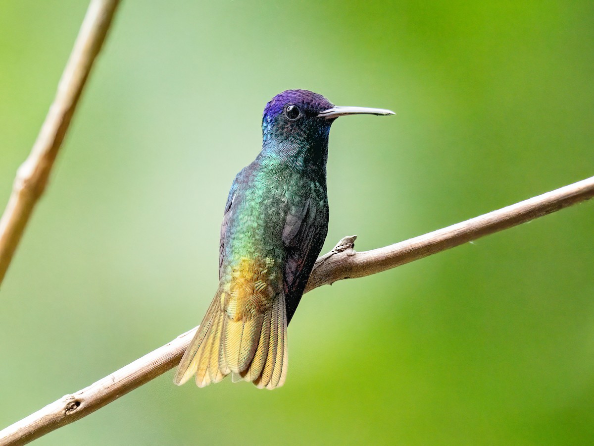 Golden-tailed Sapphire - ML647426046