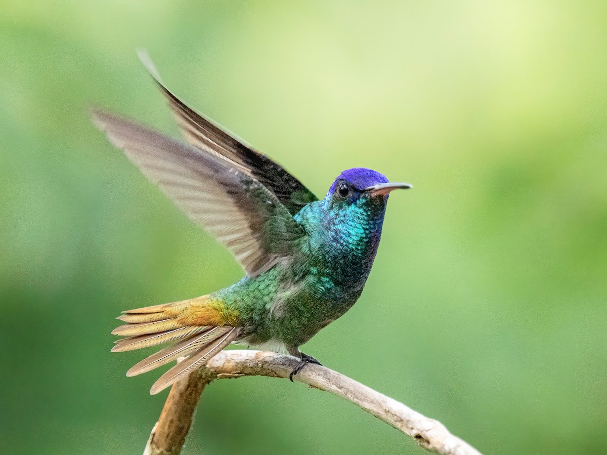 Golden-tailed Sapphire - ML647426047