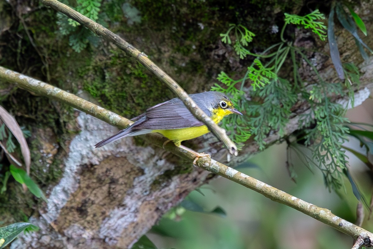 Канадская вильсония - ML647426060