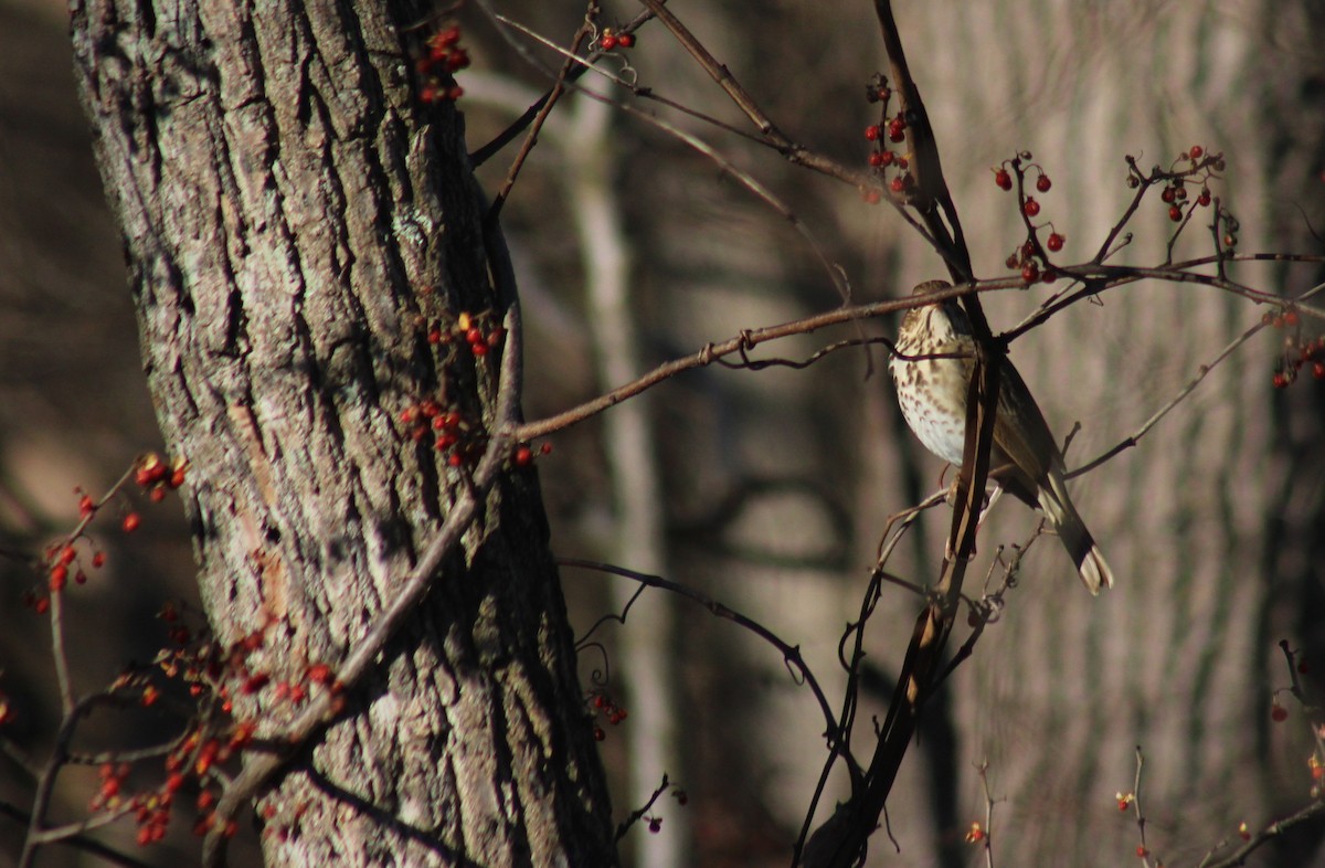 Hermit Thrush - ML647426076