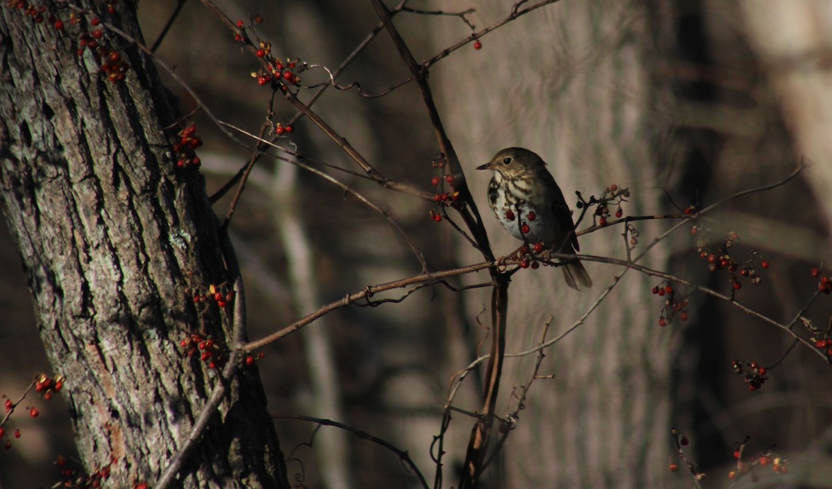 Hermit Thrush - ML647426077