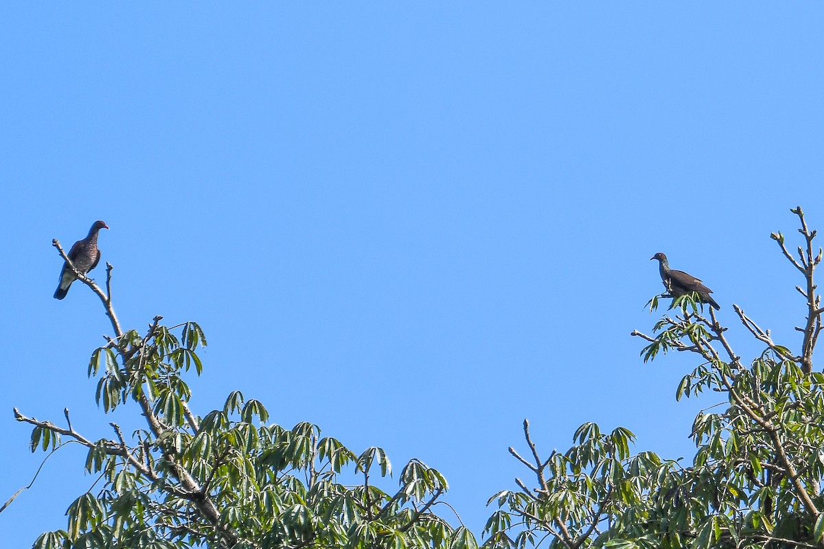 Scaled Pigeon - ML647426085