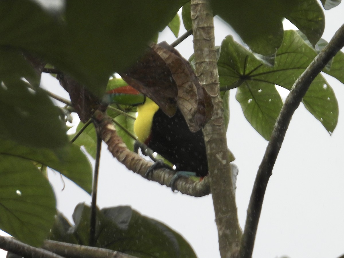 tukan středoamerický - ML647426089