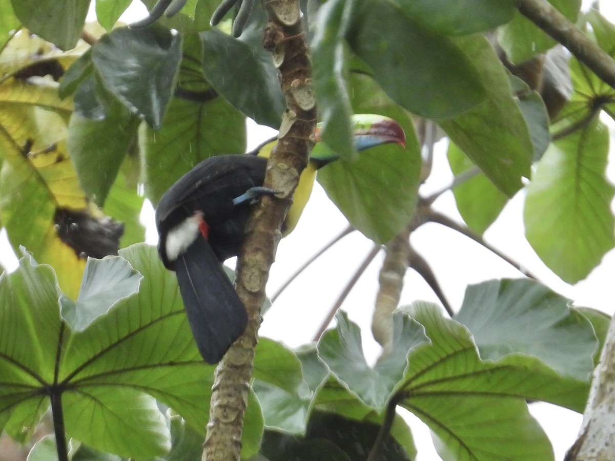 tukan středoamerický - ML647426090