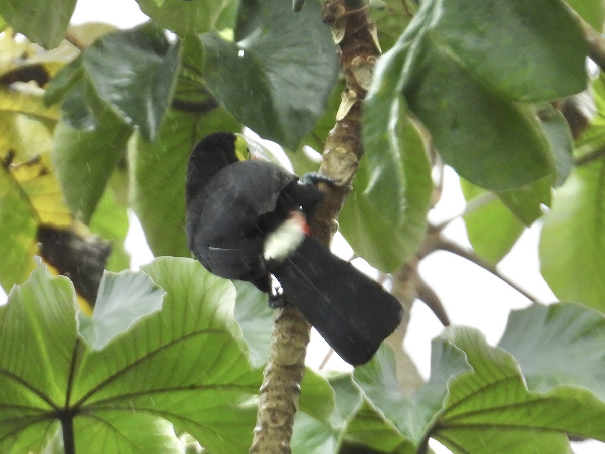 tukan středoamerický - ML647426091