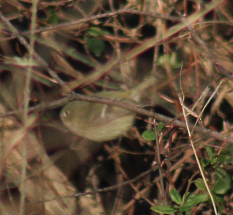 Ruby-crowned Kinglet - ML647426100