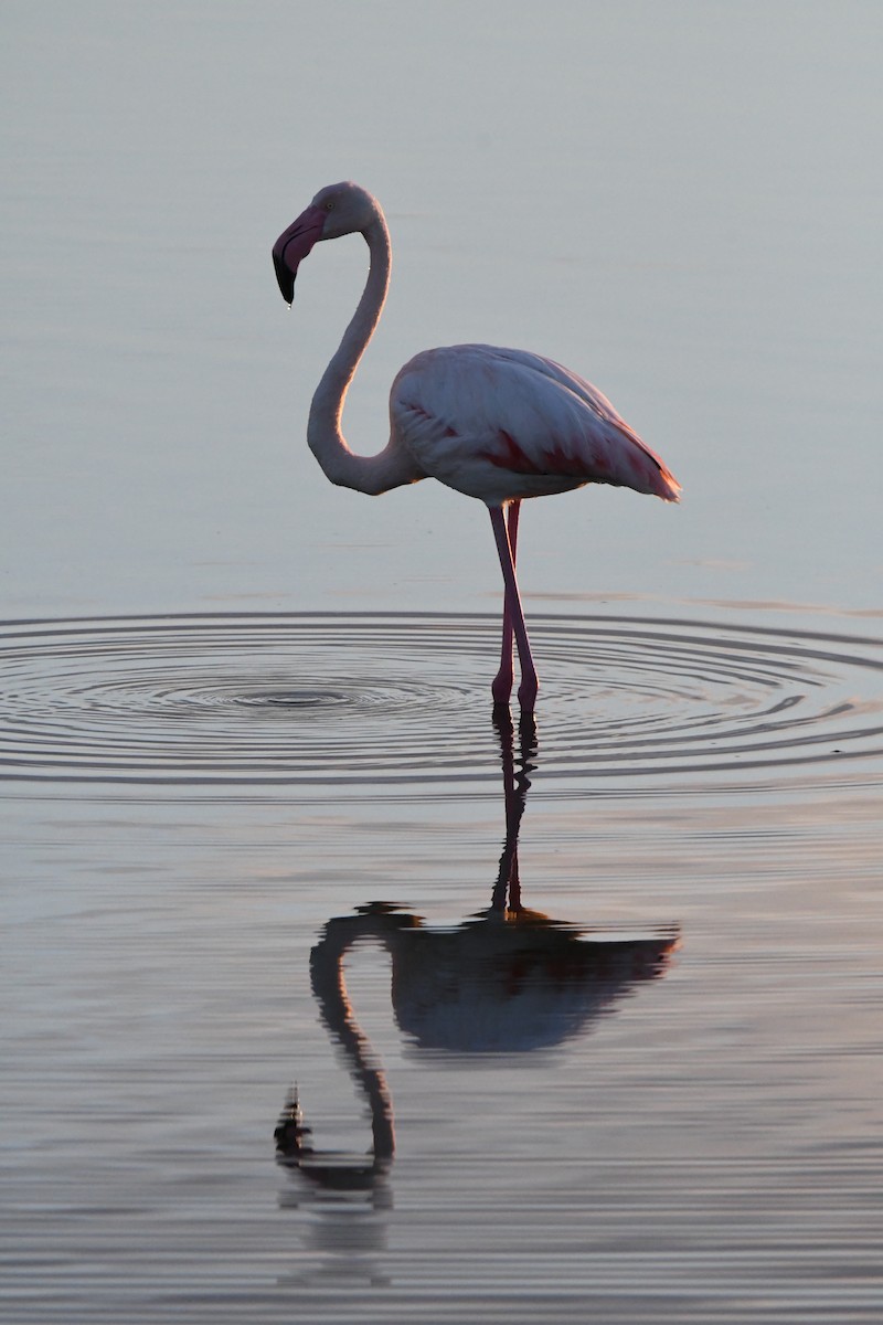 Flamant rose - ML647426104
