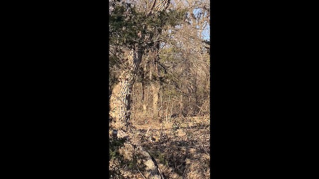 Golden-crowned Kinglet - ML647426125