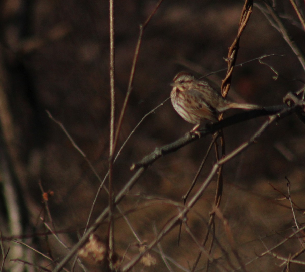 Song Sparrow - ML647426129