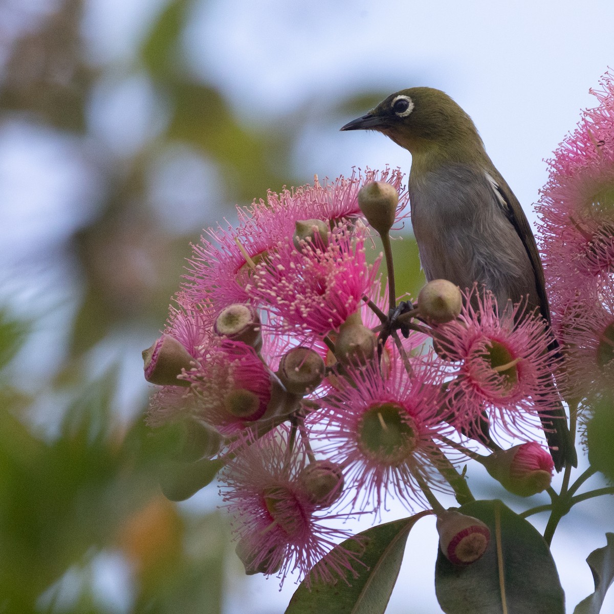 Kapbrillenvogel (capensis) - ML647426146