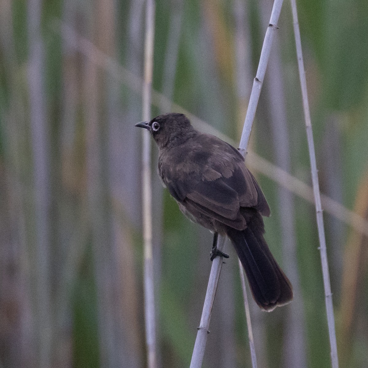 Cape Bulbul - ML647426155