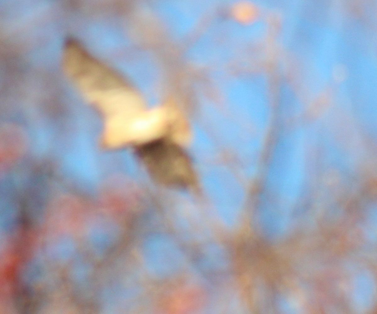 Red-tailed Hawk - ML647426159