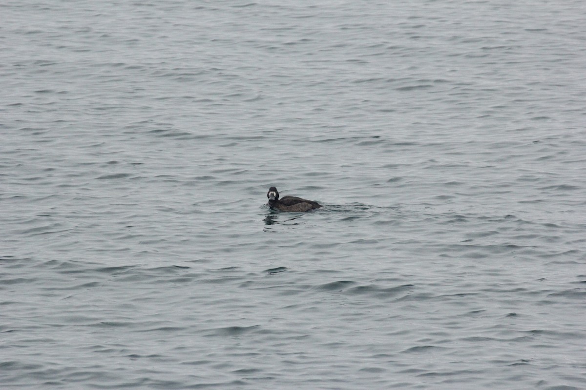 Fuligule milouinan - ML647426162