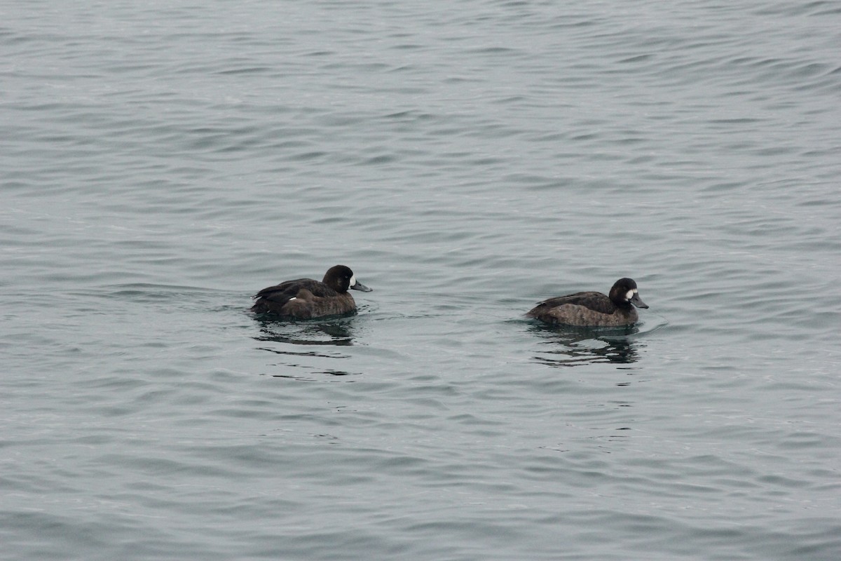 Fuligule milouinan - ML647426163