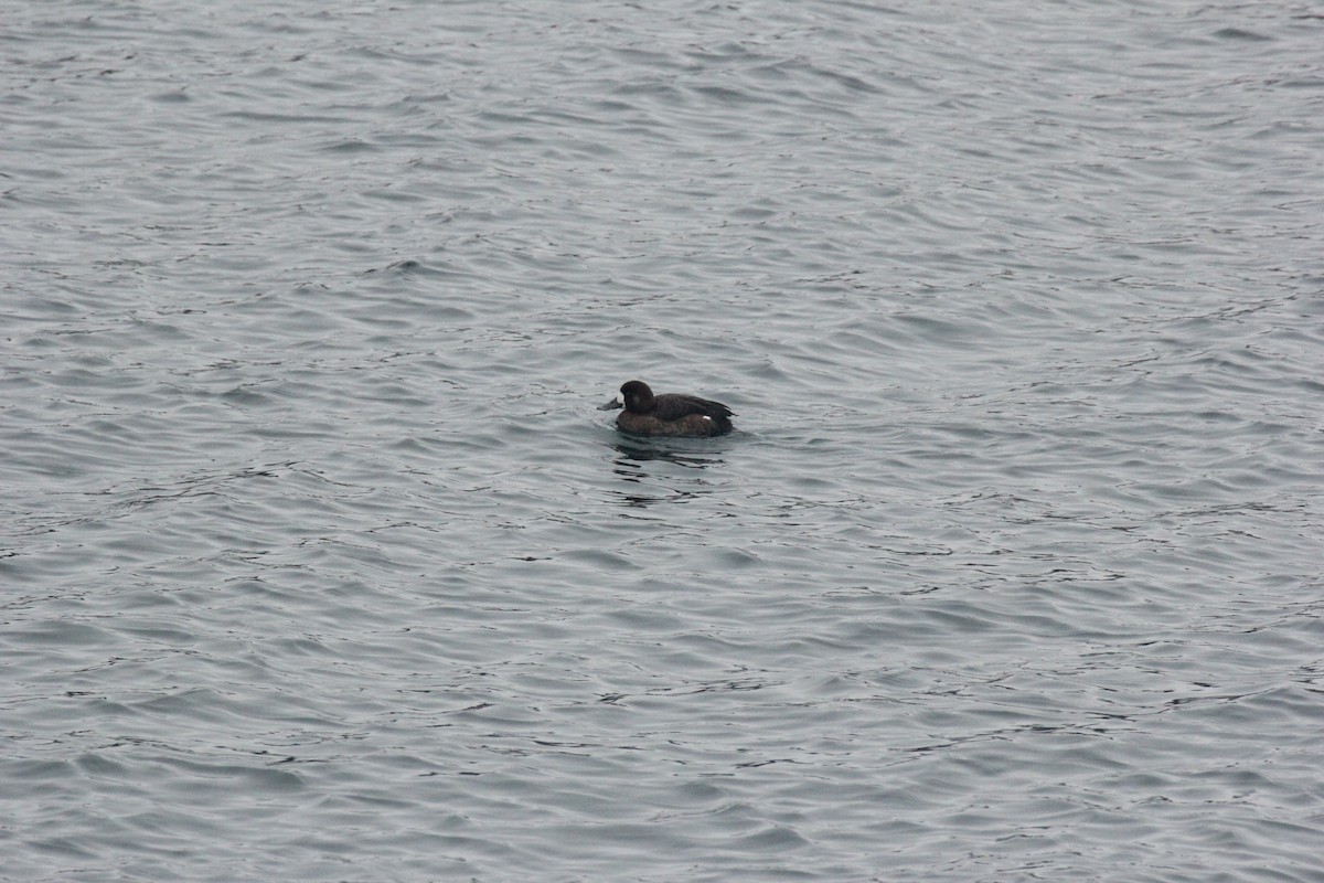 Fuligule milouinan - ML647426164