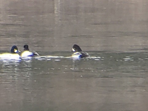 キタホオジロガモ - ML647426165