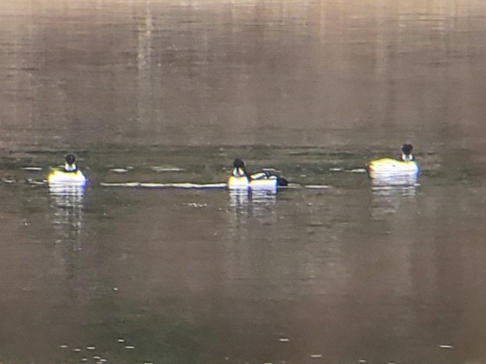 キタホオジロガモ - ML647426166