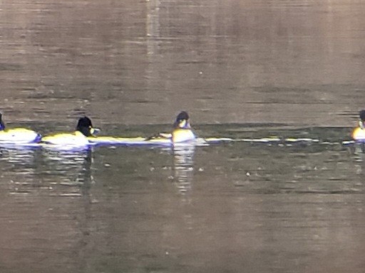 キタホオジロガモ - ML647426167