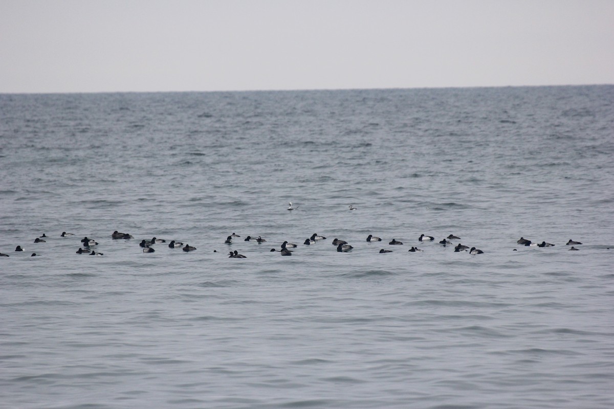 Harelde kakawi - ML647426168