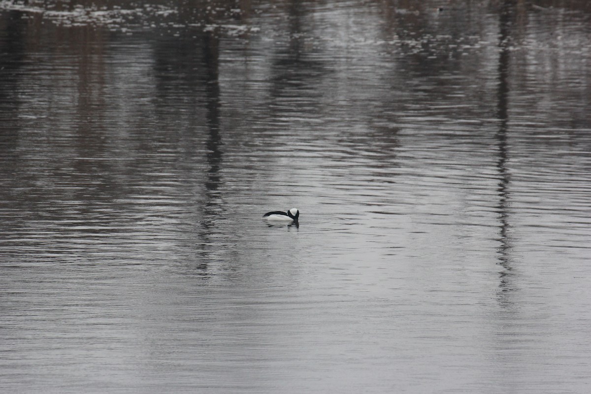 Petit Garrot - ML647426174