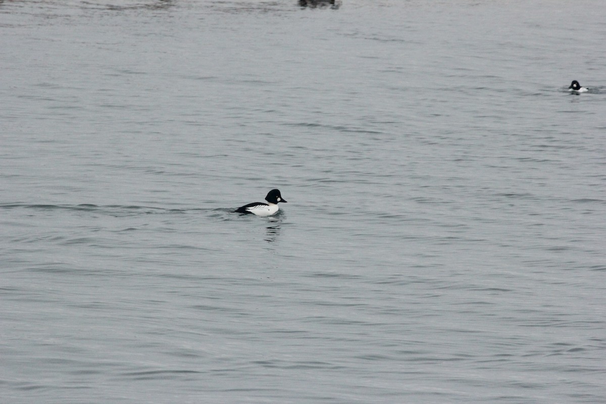 Garrot à oeil d'or - ML647426175