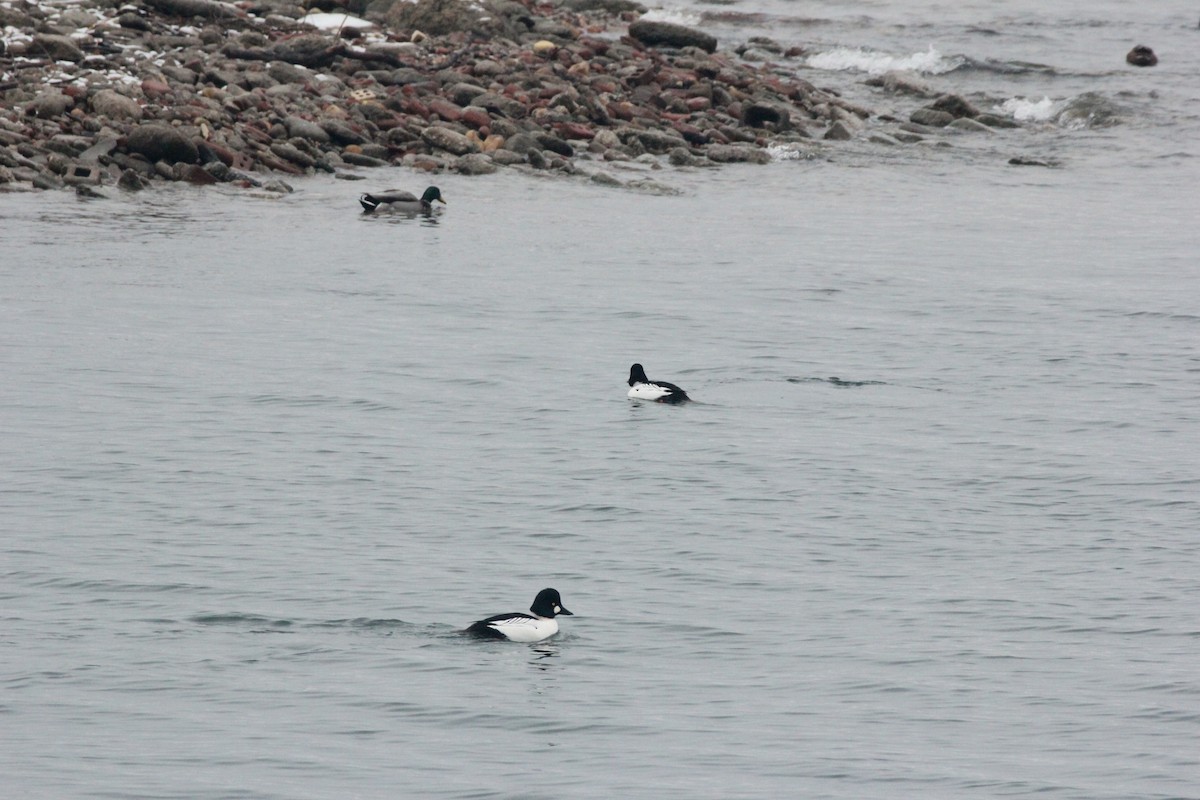 Garrot à oeil d'or - ML647426176