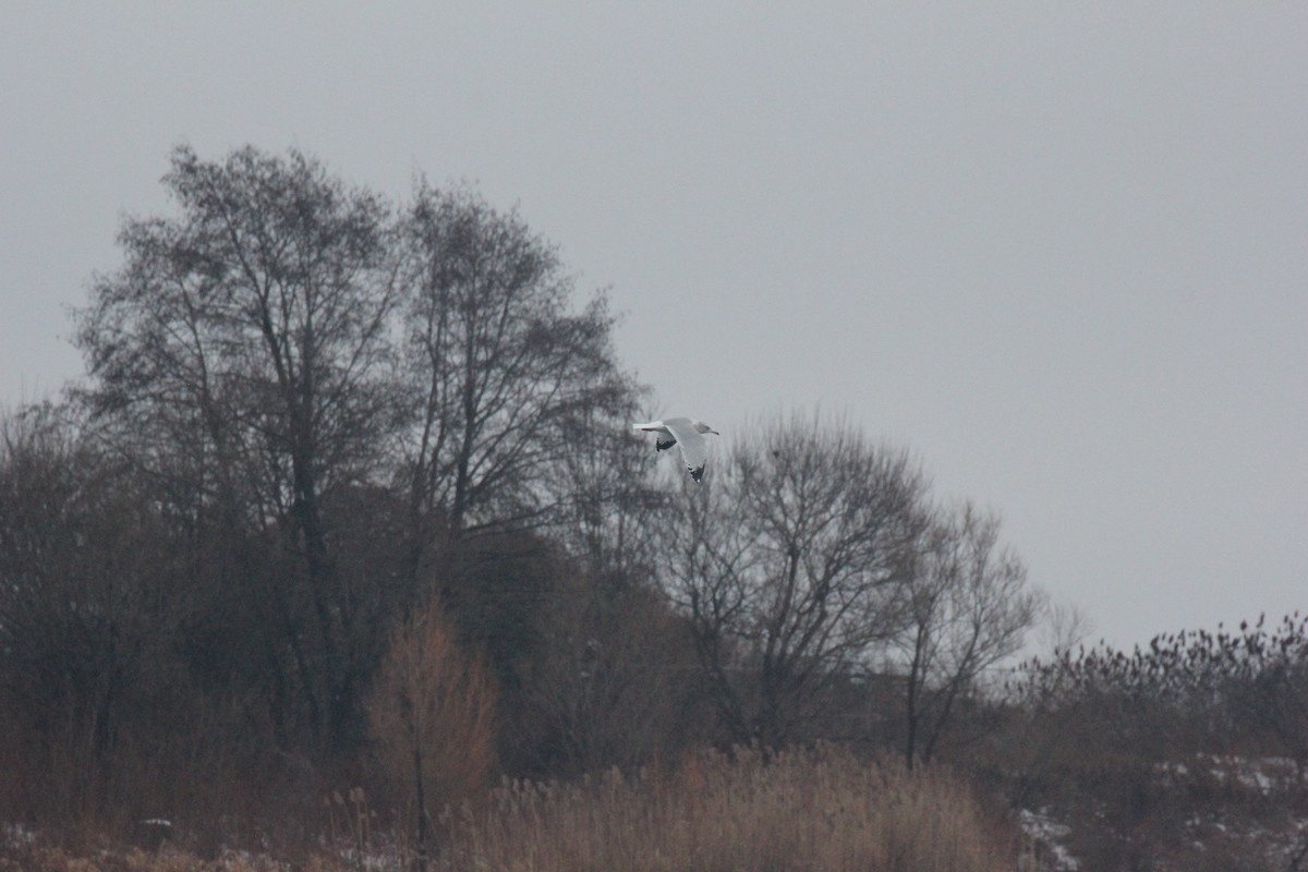 Goéland à bec cerclé - ML647426180